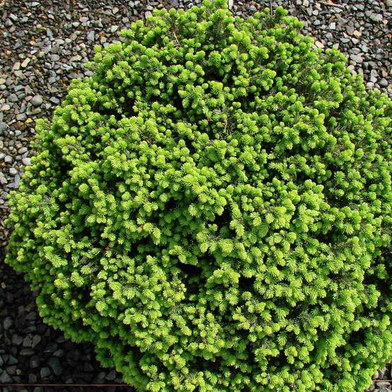Épicéa nain - Picea abies Little Gem 2L/3L Pot de 2L/3L - Image 1