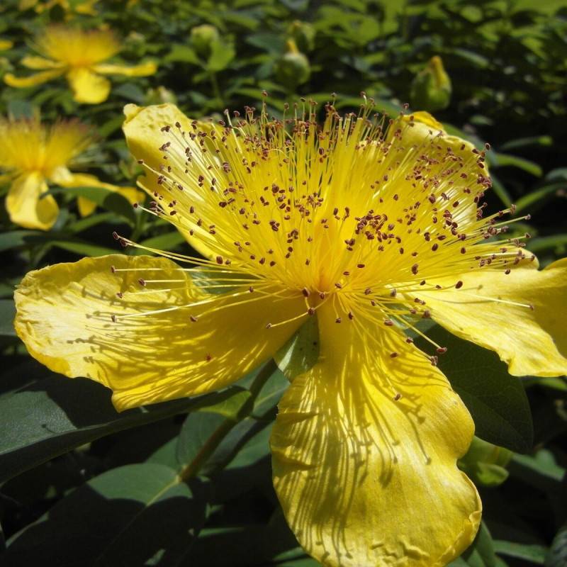 Millepertuis calycinum, Hypericum à fleurs Jaune - feuillage Persistant - Pot de 3L - 20/40 cm-  hauteur à maturité De 0,50 m à 1,00 m - Imagen 1