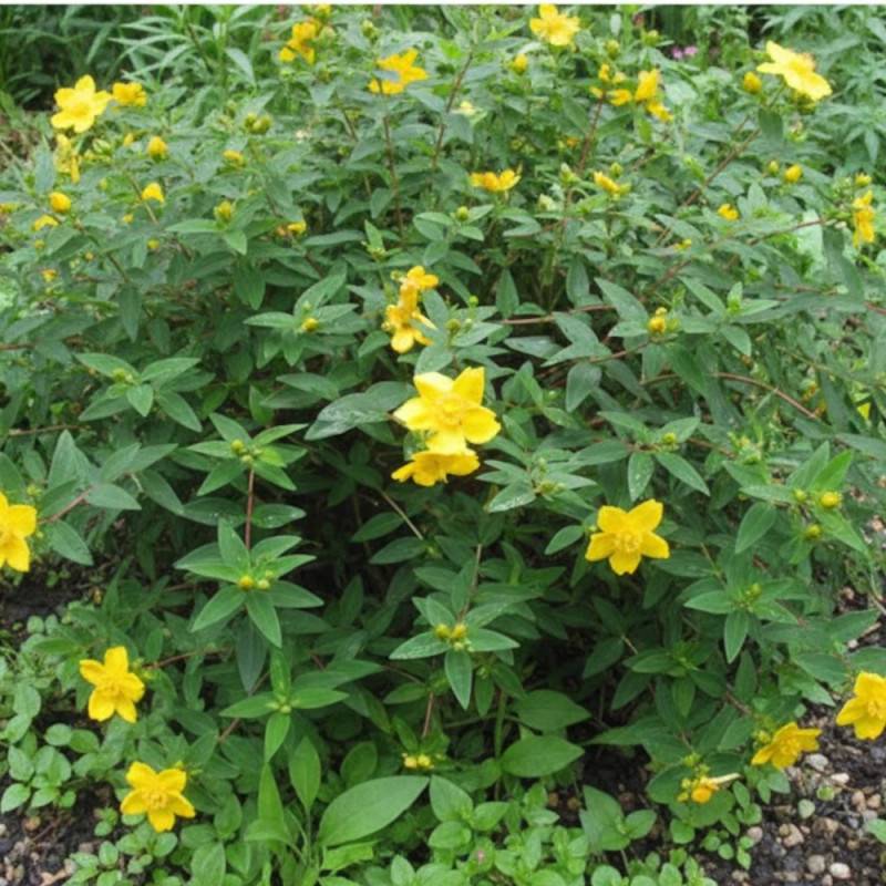 Millepertuis calycinum, Hypericum à fleurs Jaune - feuillage Persistant - Pot de 3L - 20/40 cm-  hauteur à maturité De 0,50 m à 1,00 m - Imagen 3