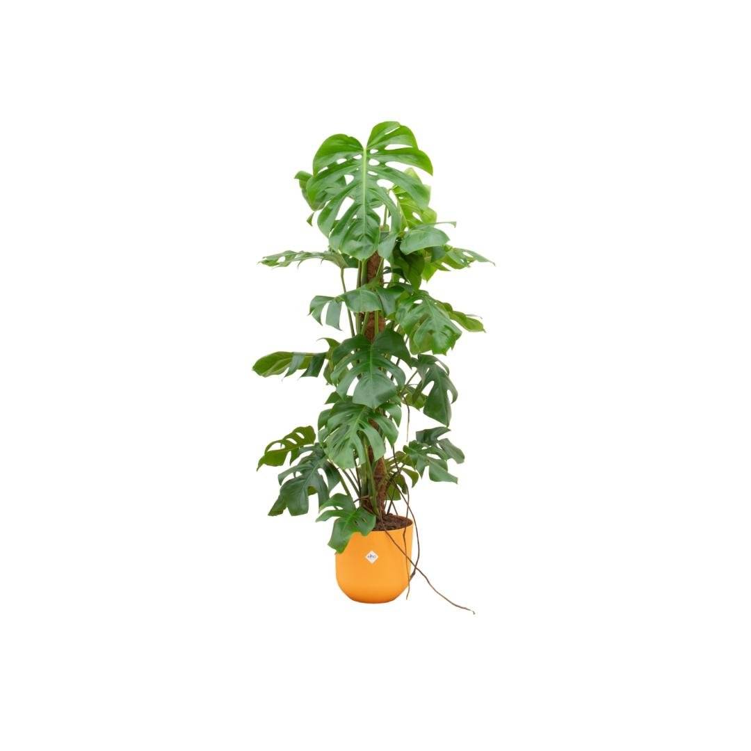 Monstera Pertusum 120cm et son pot- La Green Touch Jaune - Hauteur 120cm