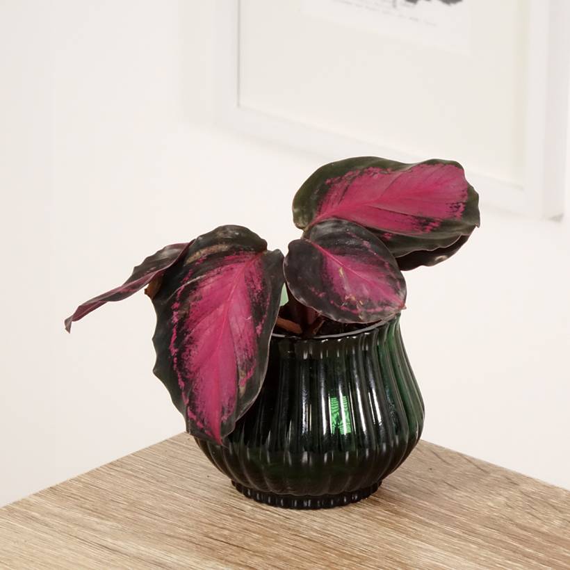 Calathea Crimson Mini-plante