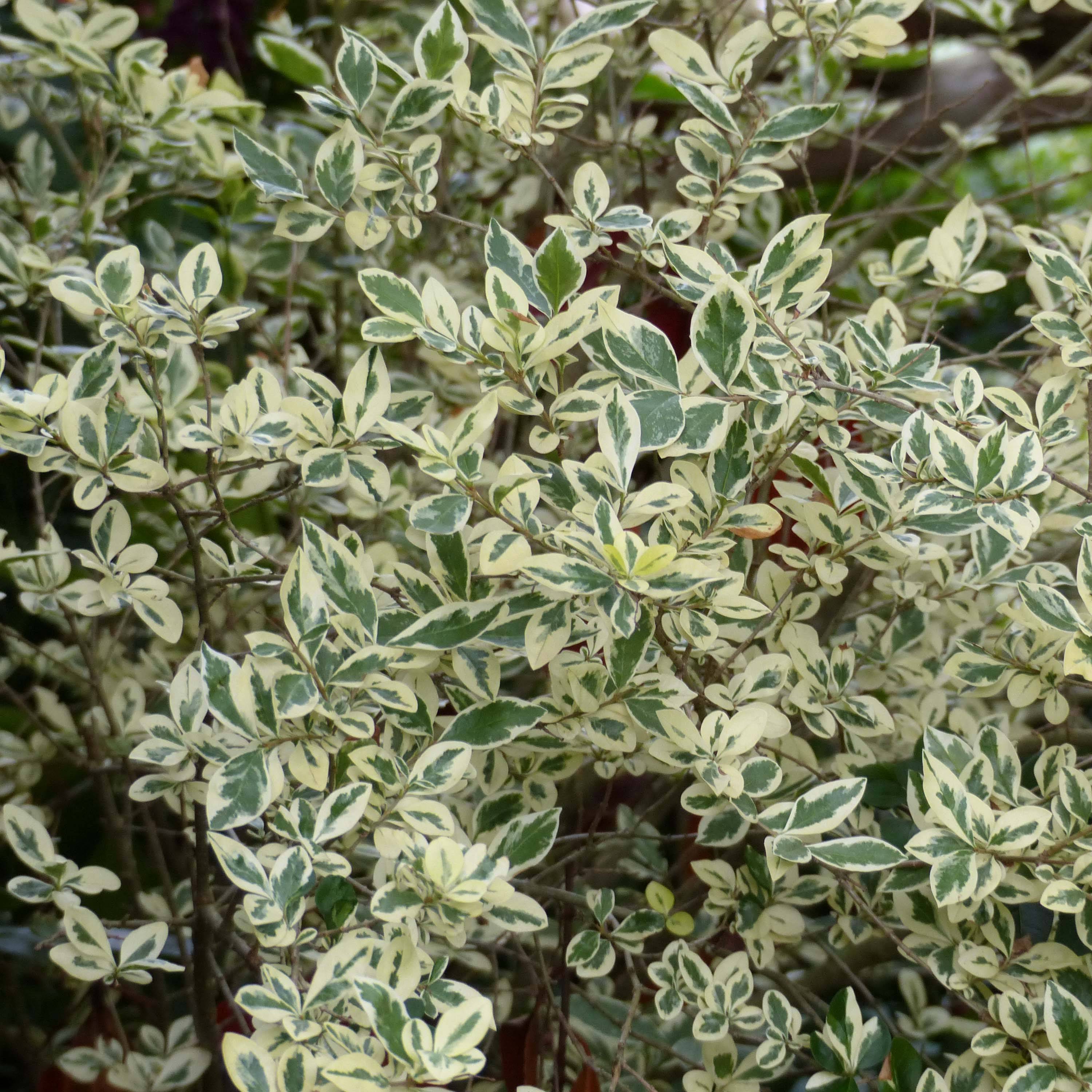 Troène de Californie Argenteum - Ligustrum ovalifolium Godet de 8/9 cm