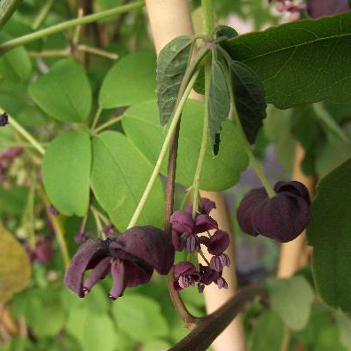 Akebia pentaphylla - Akebie hybride Pot de 1,5L/2L