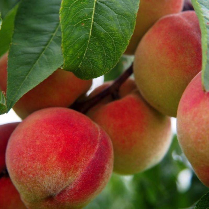 Pêcher 'Dixired' (Prunus persica 'Dixired') - Scion de 100 à 150cm - Pépinières Naudet - Imagen 1