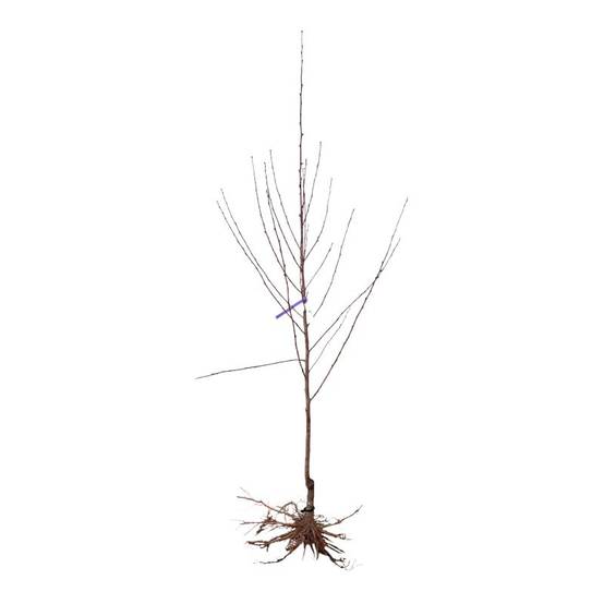 Pêcher 'Dixired' (Prunus persica 'Dixired') - Scion de 100 à 150cm - Pépinières Naudet - Image 2