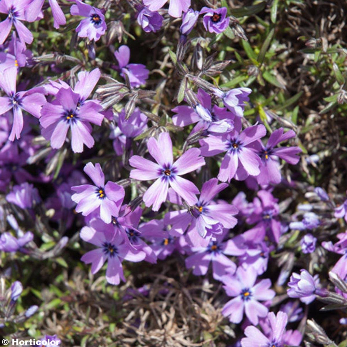 Phlox subulata Purple Beauty Godet de 8/9 cm