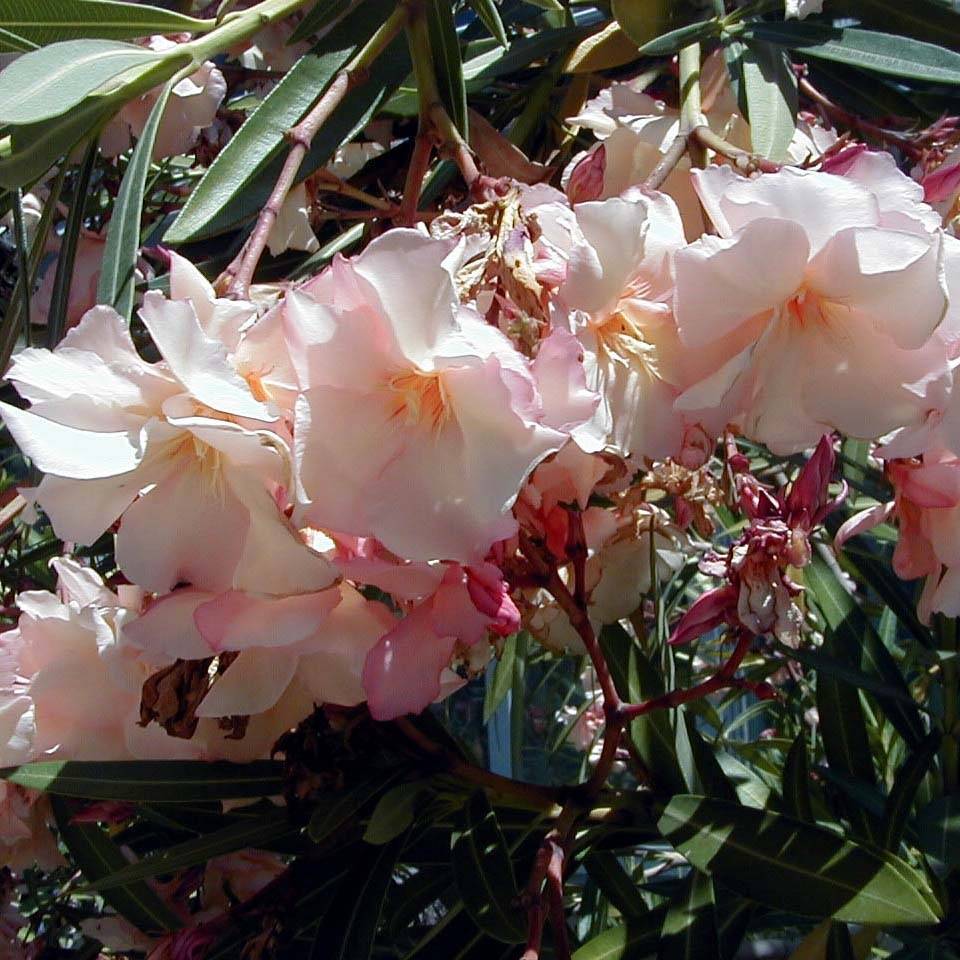 Laurier rose Provence - Nerium oleander Pot de 3L/4L, Buisson, Touffe