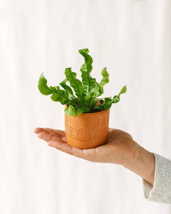 Mini Asplenium Crispy 15cm - Plante d'intérieur- La Green Touch - Image 2