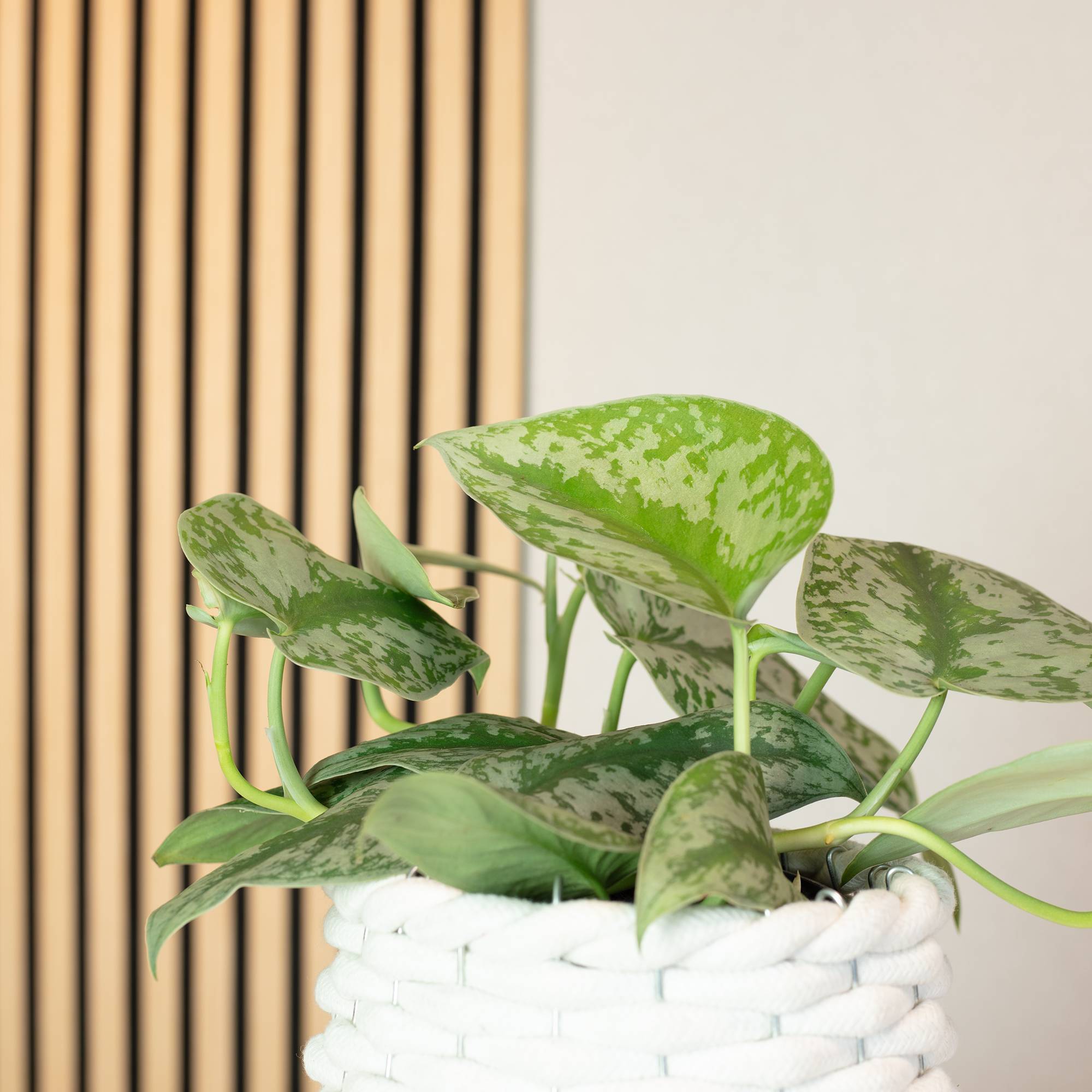 Pothos argenté - plante d'intérieur facile d'entretien, Scindapsus pictus 'Argyraeus' - hauteur env. 15 cm, pot-Ø 12 cm - Imagen 3