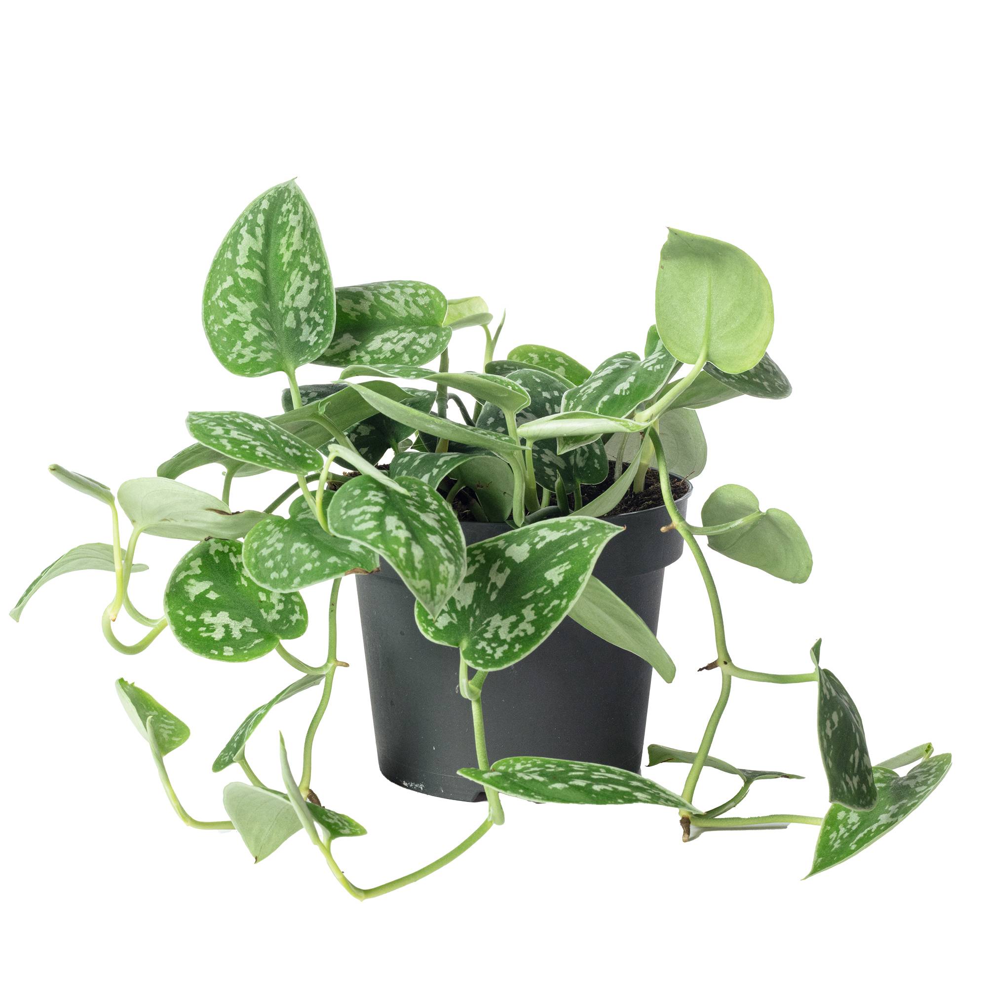 Pothos argenté - plante d'intérieur facile d'entretien, Scindapsus pictus 'Argyraeus' - hauteur env. 15 cm, pot-Ø 12 cm - Imagen 1