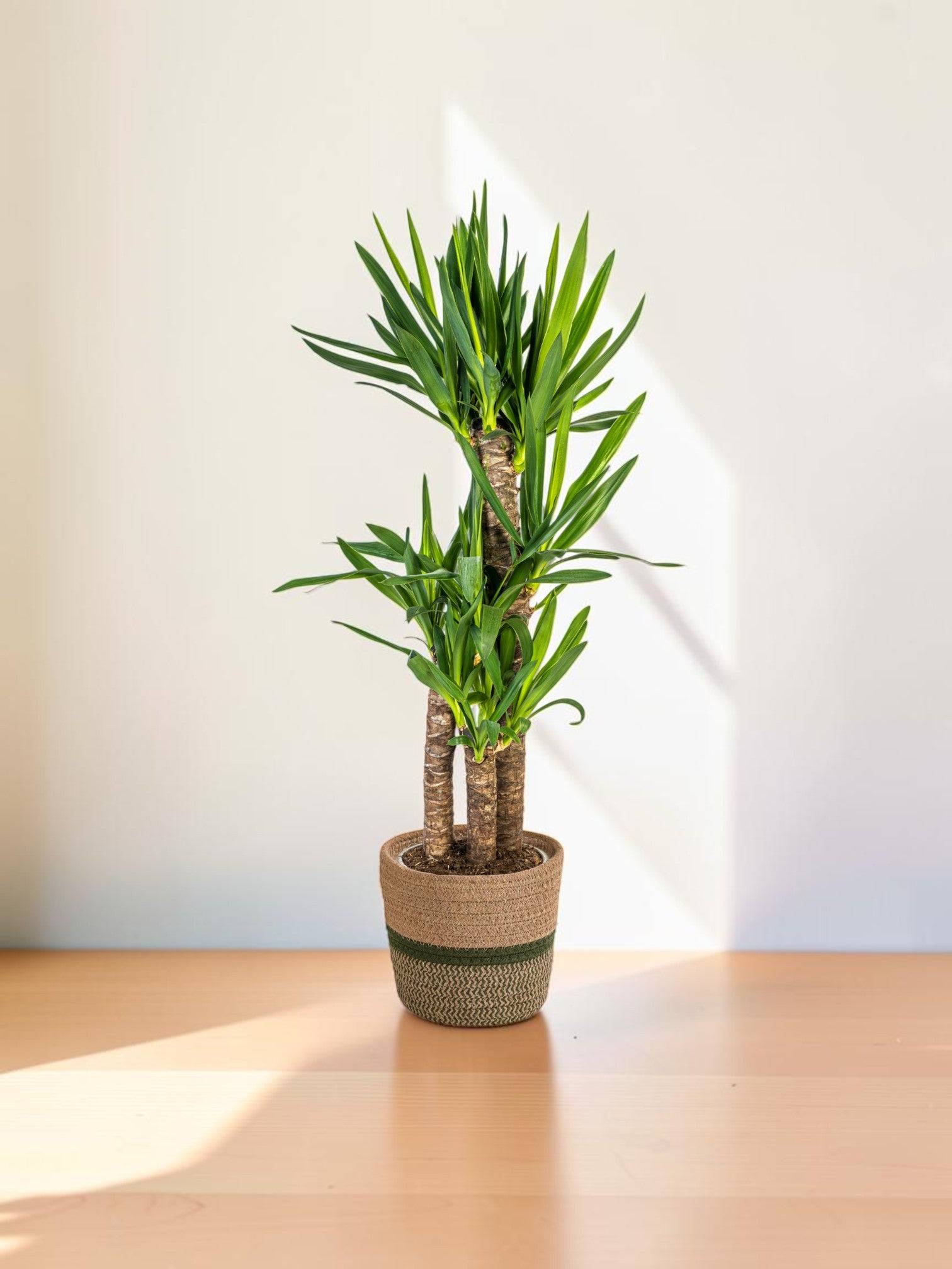 La Green Touch - Yucca Elephantipes - H90cm - Image 1