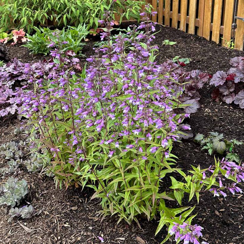 Penstemon Nova Twilight - Galane Godet de 8/9 cm