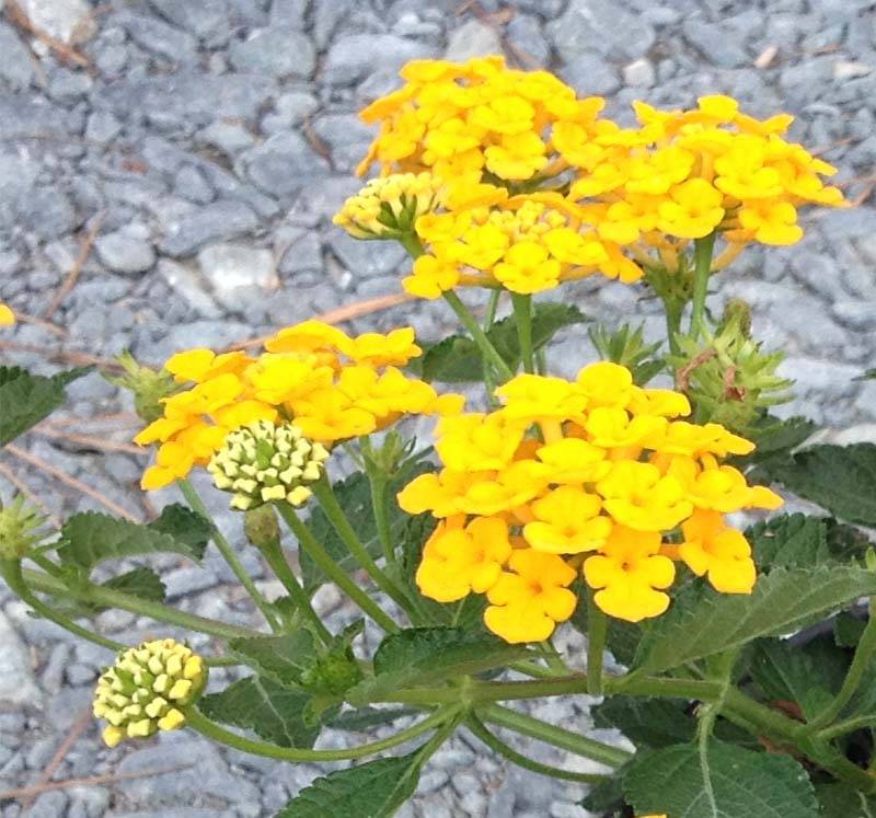 Promesse de Fleurs - Lantana Chapel Hill Gold Pot de 2L/3L