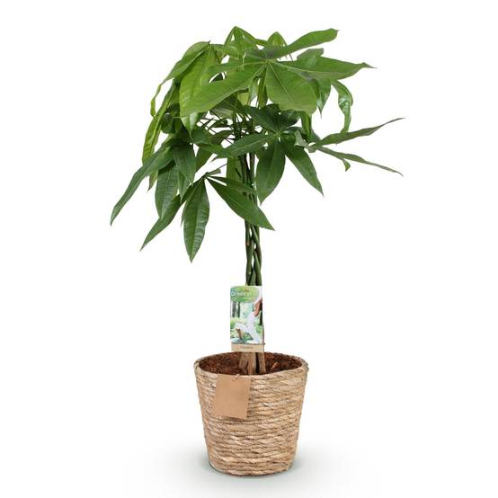 Pachira Aquatica - D21 H90cm - Image 3