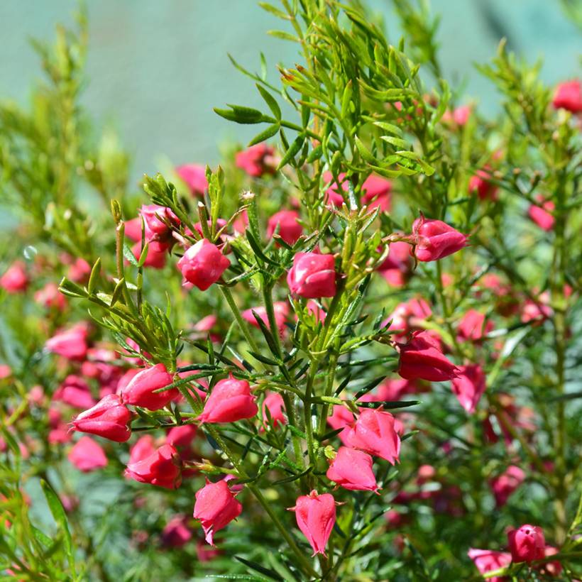 Boronia heterophylla - Boronie à feuillage varié. Pot de 3L/4L - Image 1
