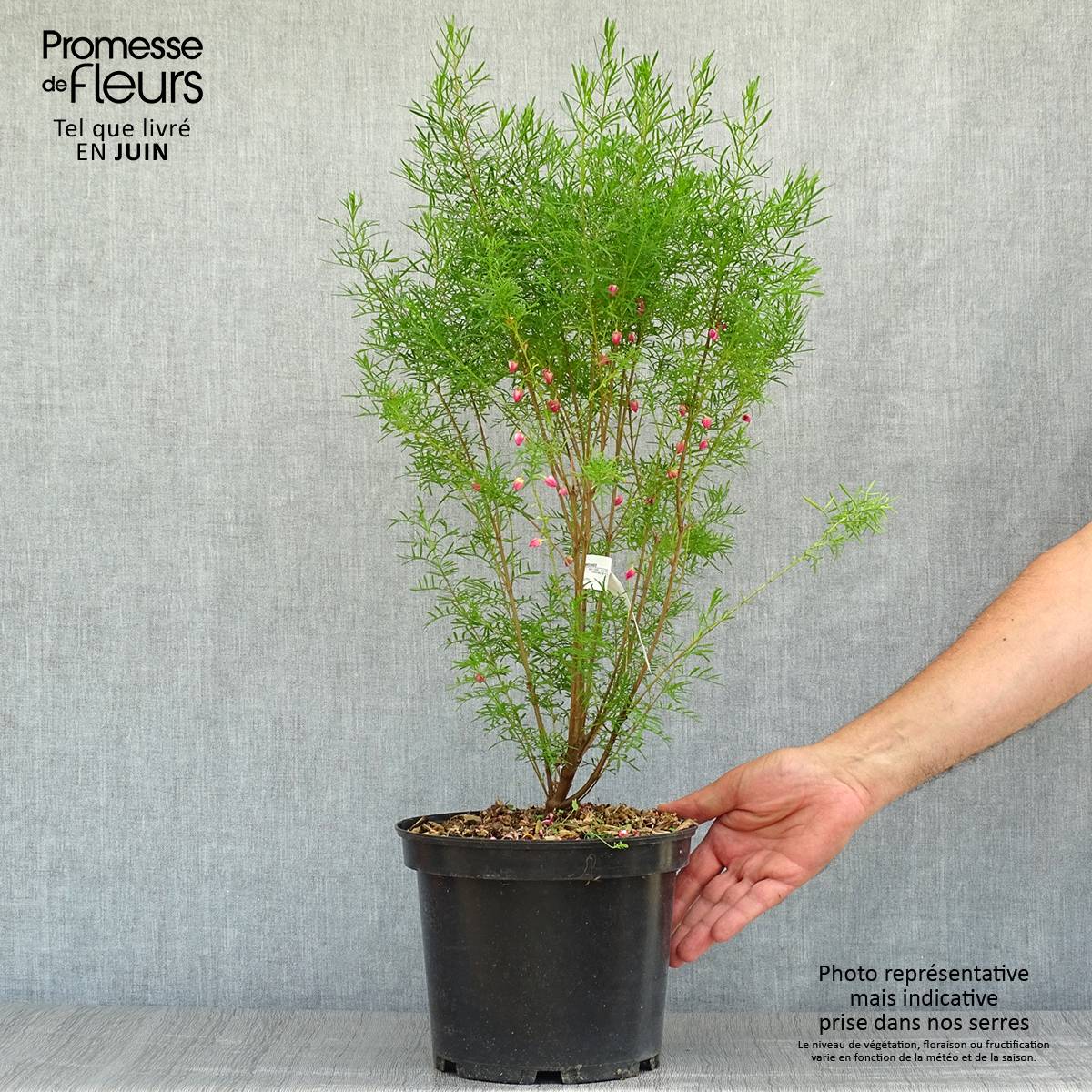 Boronia heterophylla - Boronie à feuillage varié. Pot de 3L/4L - Image 2
