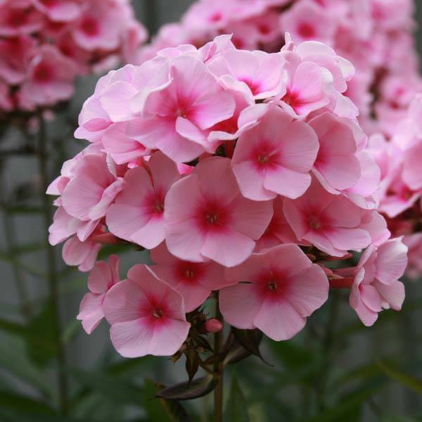 Phlox paniculata Rosa Pastel Godet de 8/9 cm