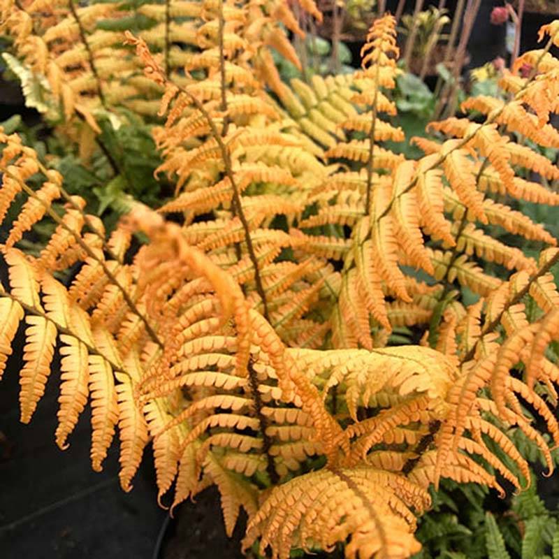 Dryopteris wallichiana Jurassic Gold - Fougère Pot de 2L/3L