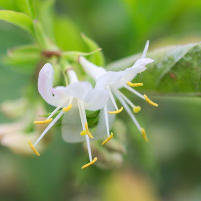 Chèvrefeuille d'hiver, Lonicera à fleurs Blanche - feuillage Caduc - Pot de 4L - 40/60 cm-  hauteur à maturité De 2,50 m à 3,00 m - Imagen 5