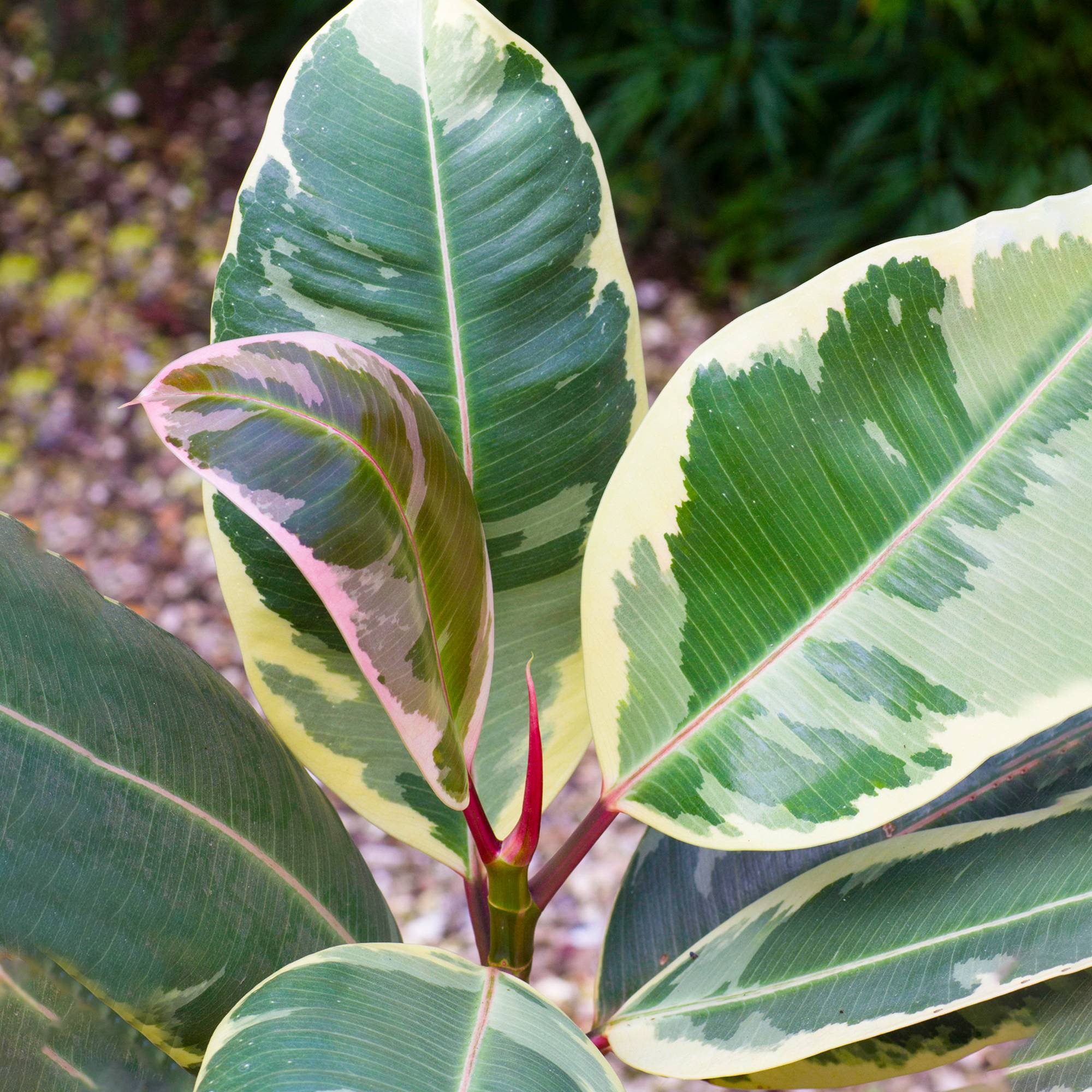 Gardenersdream - Ficus Elastica Tineke Luxuriant – Arbre À Caoutchouc | Meilleures Plantes D’Intérieur | En Pot 30-40 Cm - GardenersDream