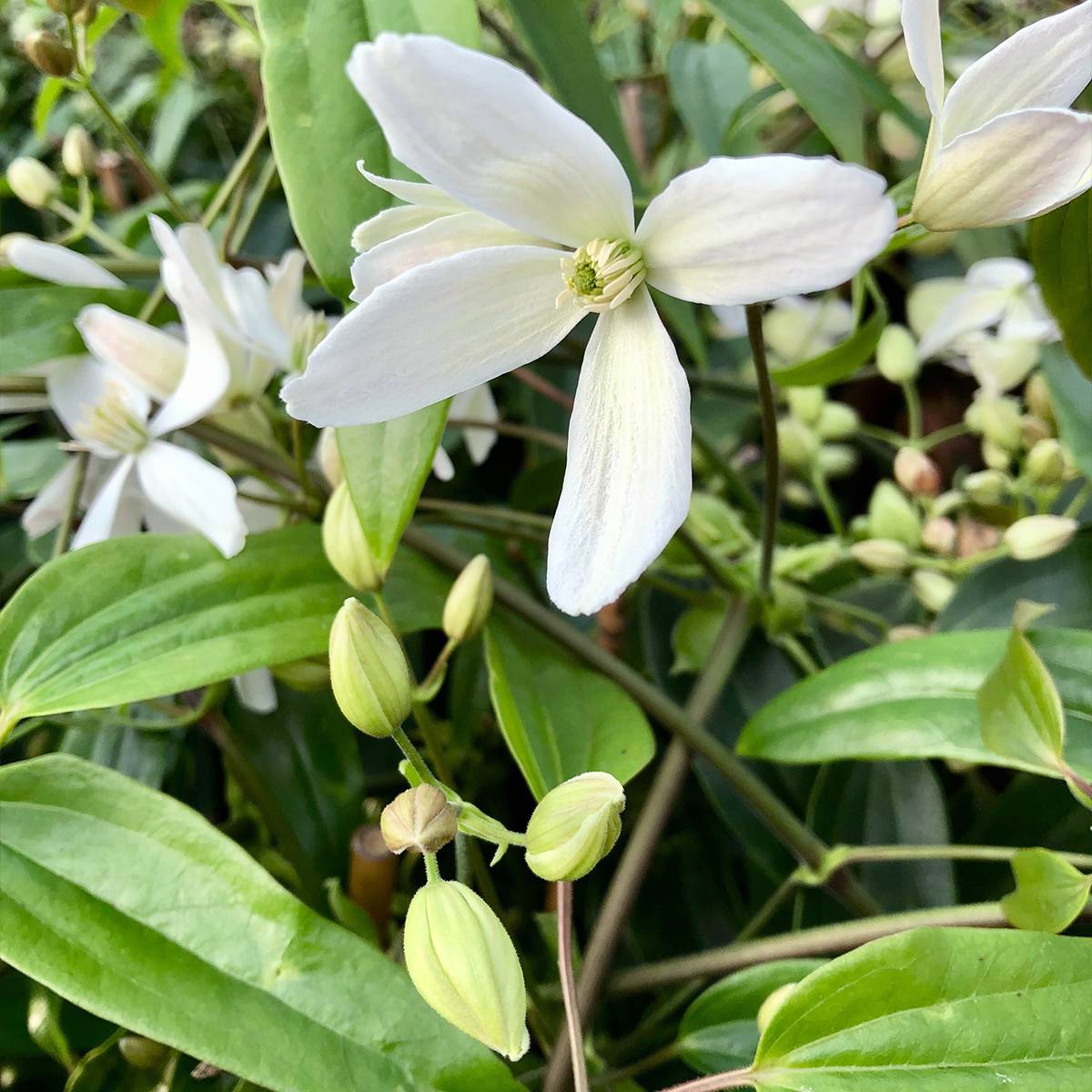 Promesse de Fleurs - Clématite - Clematis armandii Pot de 2L/3L
