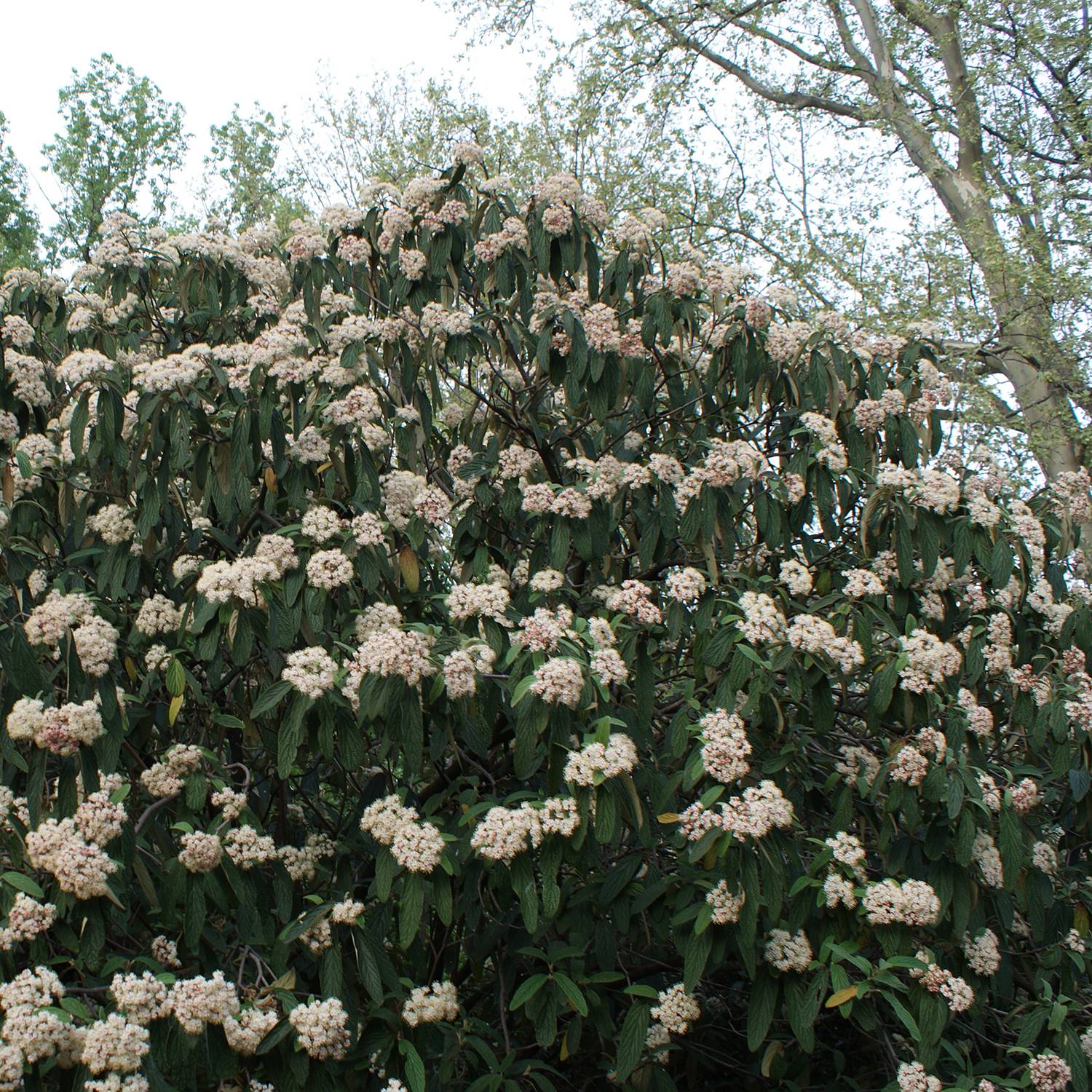 Promesse de Fleurs - Viburnum rhytidophyllum - Viorne à feuilles ridées. Pot de 2L/3L - Image 1