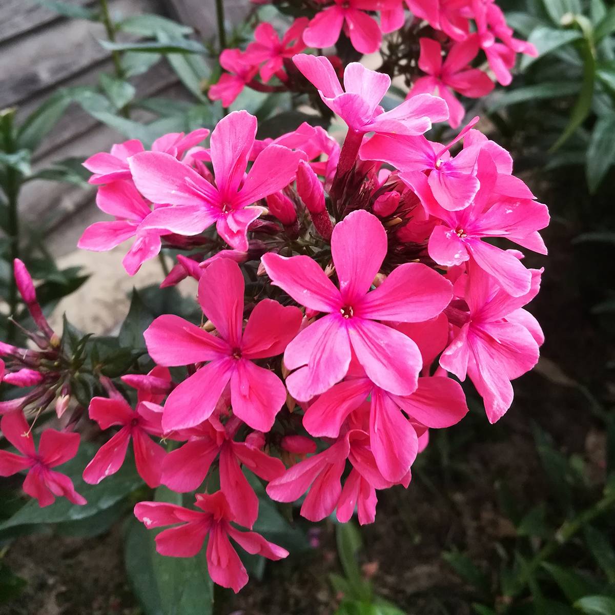 Phlox paniculata Cleopatra Petites Racines nues, Qualité Extra équivalant à un pot de 2L