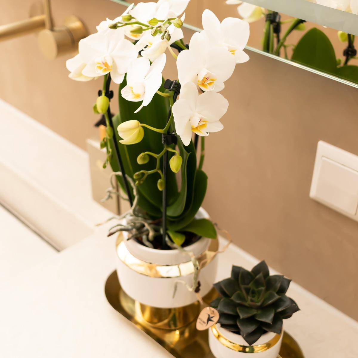 La Green Touch - Ensemble Orchidée Blanche et Succulente sur Plateau Doré- La Green Touch - Image 4