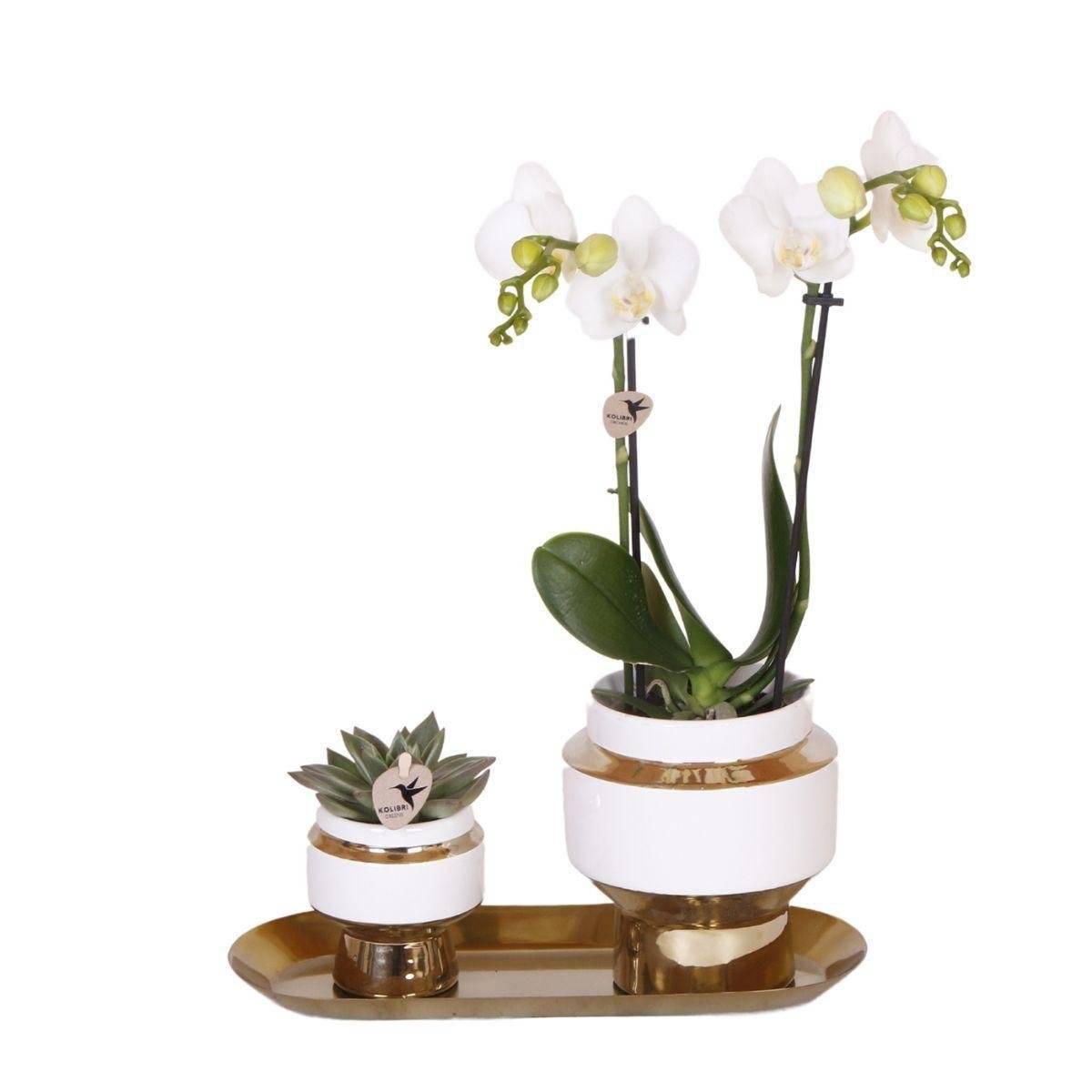 La Green Touch - Ensemble Orchidée Blanche et Succulente sur Plateau Doré- La Green Touch - Image 1