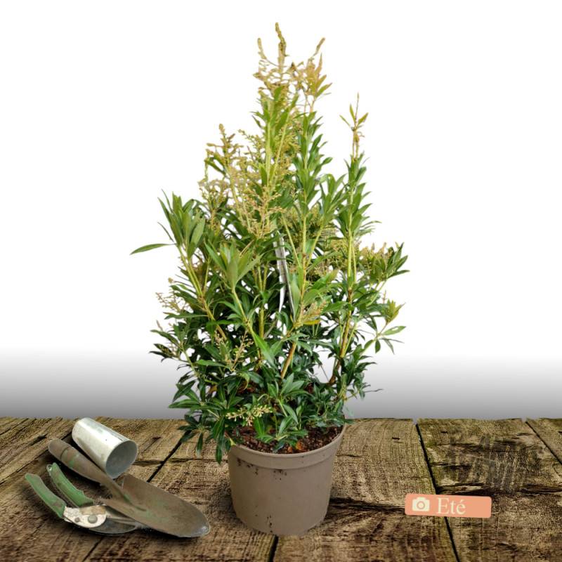 Andromède du Japon Forest Flame, Pieris à fleurs Blanche/ - feuillage Persistant - Pot de 7,5L - 40/60 cm - Imagen 3
