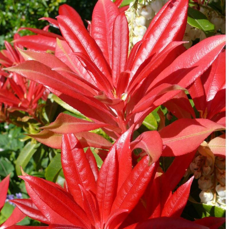 Andromède du Japon Forest Flame, Pieris à fleurs Blanche/ - feuillage Persistant - Pot de 7,5L - 40/60 cm - Imagen 1