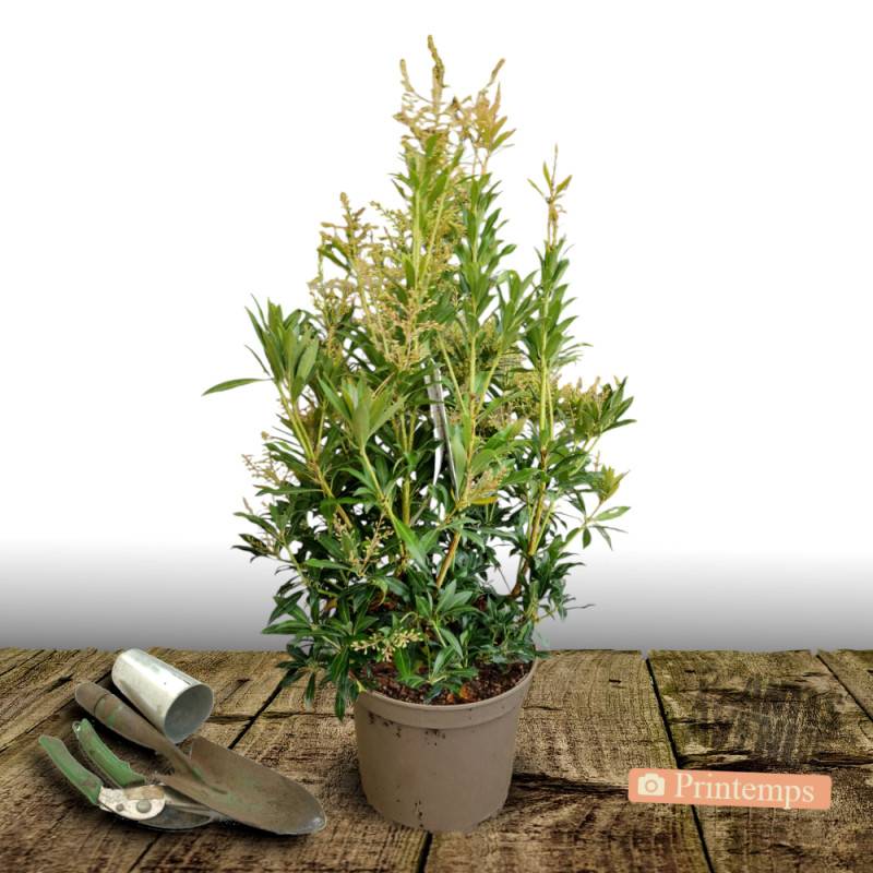Andromède du Japon Forest Flame, Pieris à fleurs Blanche/ - feuillage Persistant - Pot de 7,5L - 40/60 cm - Imagen 5