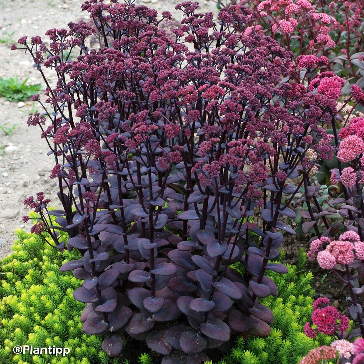 Sedum Sunsparkler Blue Pearl - Orpin Godet de 8/9 cm