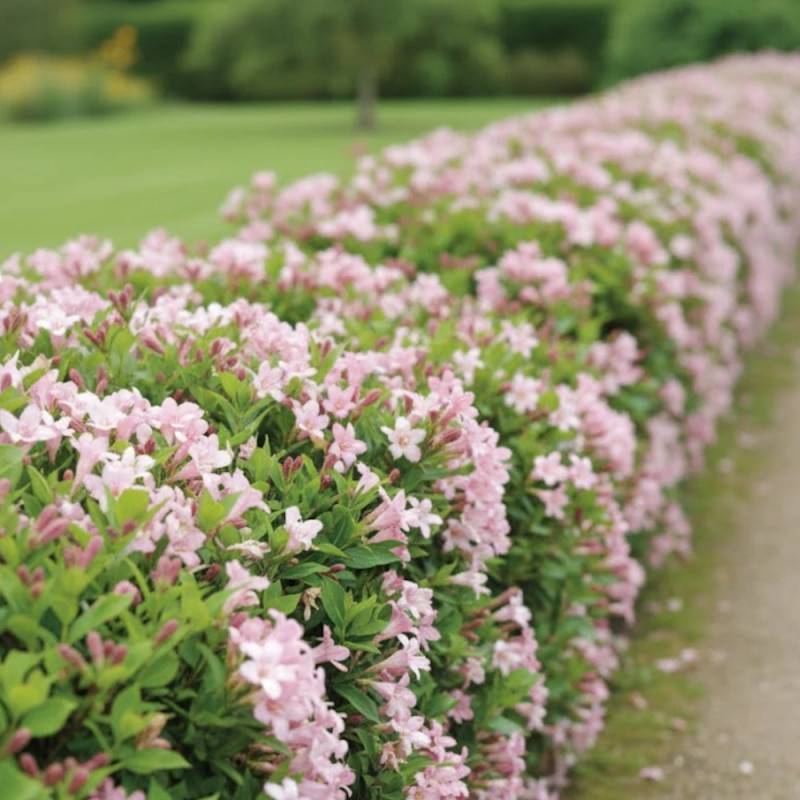 Weigela Pink Poppet® 'Plangen', Weigelia à fleurs Rose/ - feuillage Caduc - Pot de 4L - 40/60 cm - Image 2