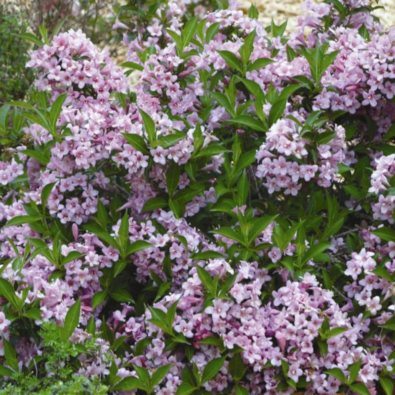 Weigela Pink Poppet® 'Plangen', Weigelia à fleurs Rose/ - feuillage Caduc - Pot de 4L - 40/60 cm - Image 4
