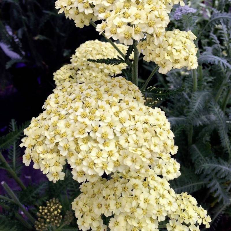 Achillée Schwellenburg à fleurs Jaune - feuillage Caduc - Godet - 5/20 cm-  hauteur à maturité De 0,50 m à 1,00 m - Imagen 1