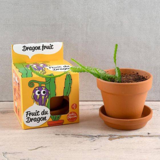Radis et Capucine - Radis et Capucine - Pot avec coupelle - Fruit du dragon - 8 cm - Imagen 2