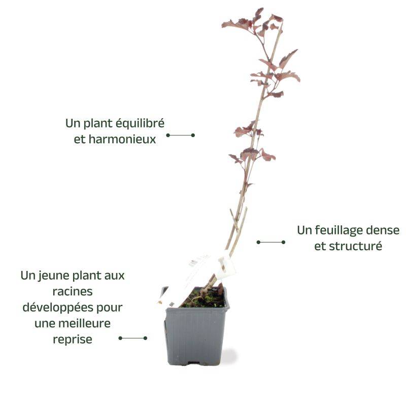 Physocarpe à feuilles d'obier 'Diabolo'  (Physocarpus opulifolius 'Diabolo') - Godet - Taille 13/25cm - Pépinières Naudet - Image 3