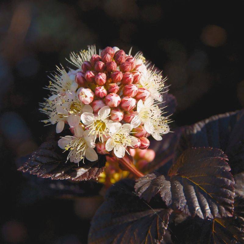 Physocarpe à feuilles d'obier 'Diabolo'  (Physocarpus opulifolius 'Diabolo') - Godet - Taille 13/25cm - Pépinières Naudet - Image 1