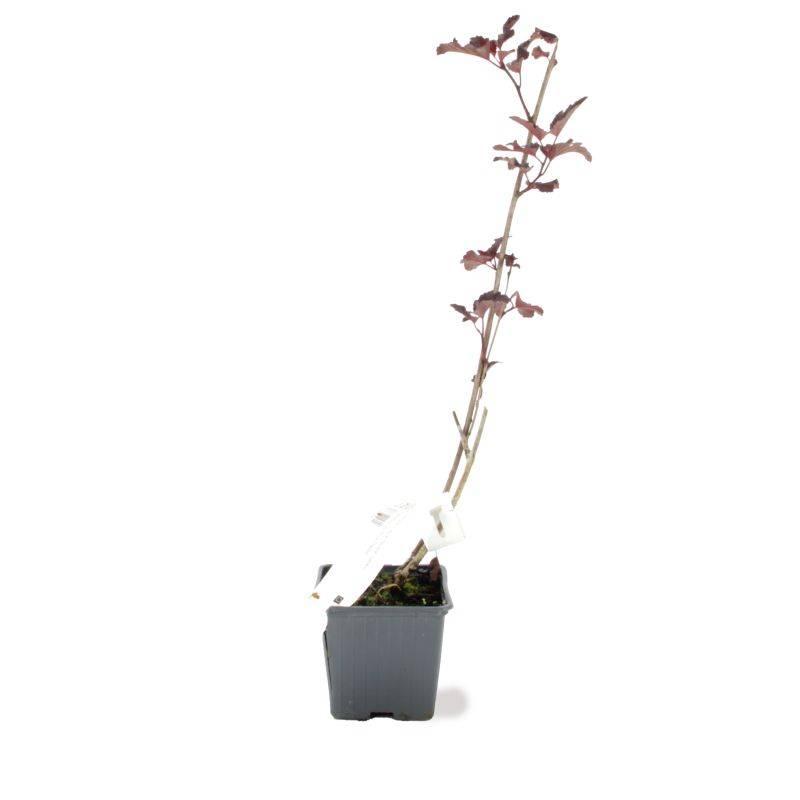 Physocarpe à feuilles d'obier 'Diabolo'  (Physocarpus opulifolius 'Diabolo') - Godet - Taille 13/25cm - Pépinières Naudet - Image 2