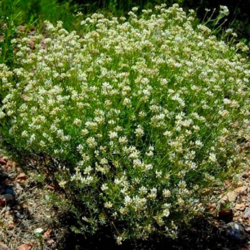 Bonjeanie hérissée (Dorycnie hirsutum 'Frejorgues') - Godet - Taille 20/40cm - Pépinières Naudet - Imagen 1