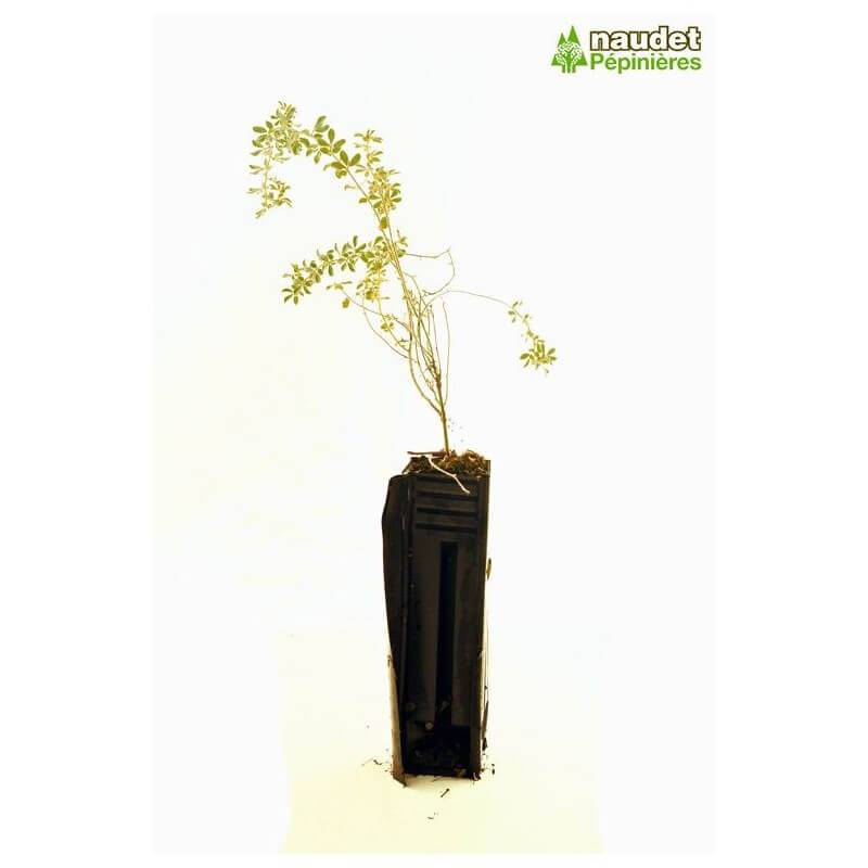 Bonjeanie hérissée (Dorycnie hirsutum 'Frejorgues') - Godet - Taille 20/40cm - Pépinières Naudet - Imagen 2
