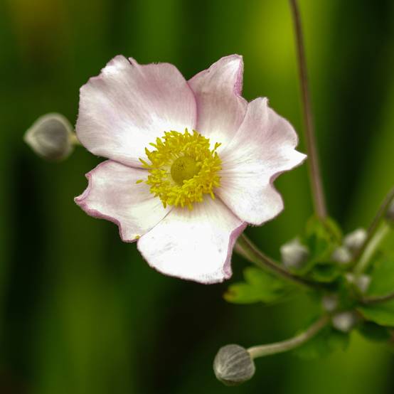 Anémone du Japon Robustissima - Anemone tomentosa Godet de 8/9 cm