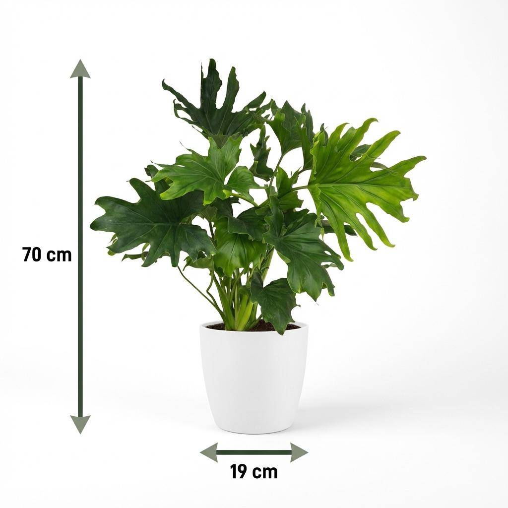 Philodendron - Philodendron Lickety split - Pot de 19cm - Hauteur 70cm - Blanc - Plantes d'intérieur - Image 10
