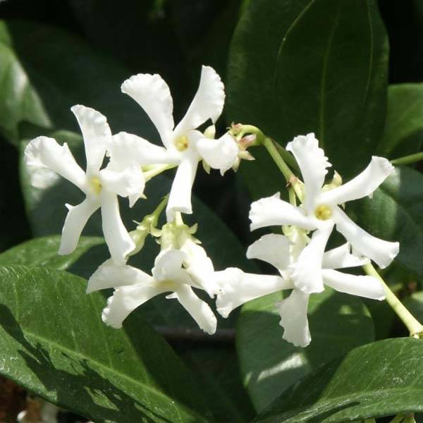 Jasmin étoilé - Trachelospermum jasminoides Pot de 2L/3L