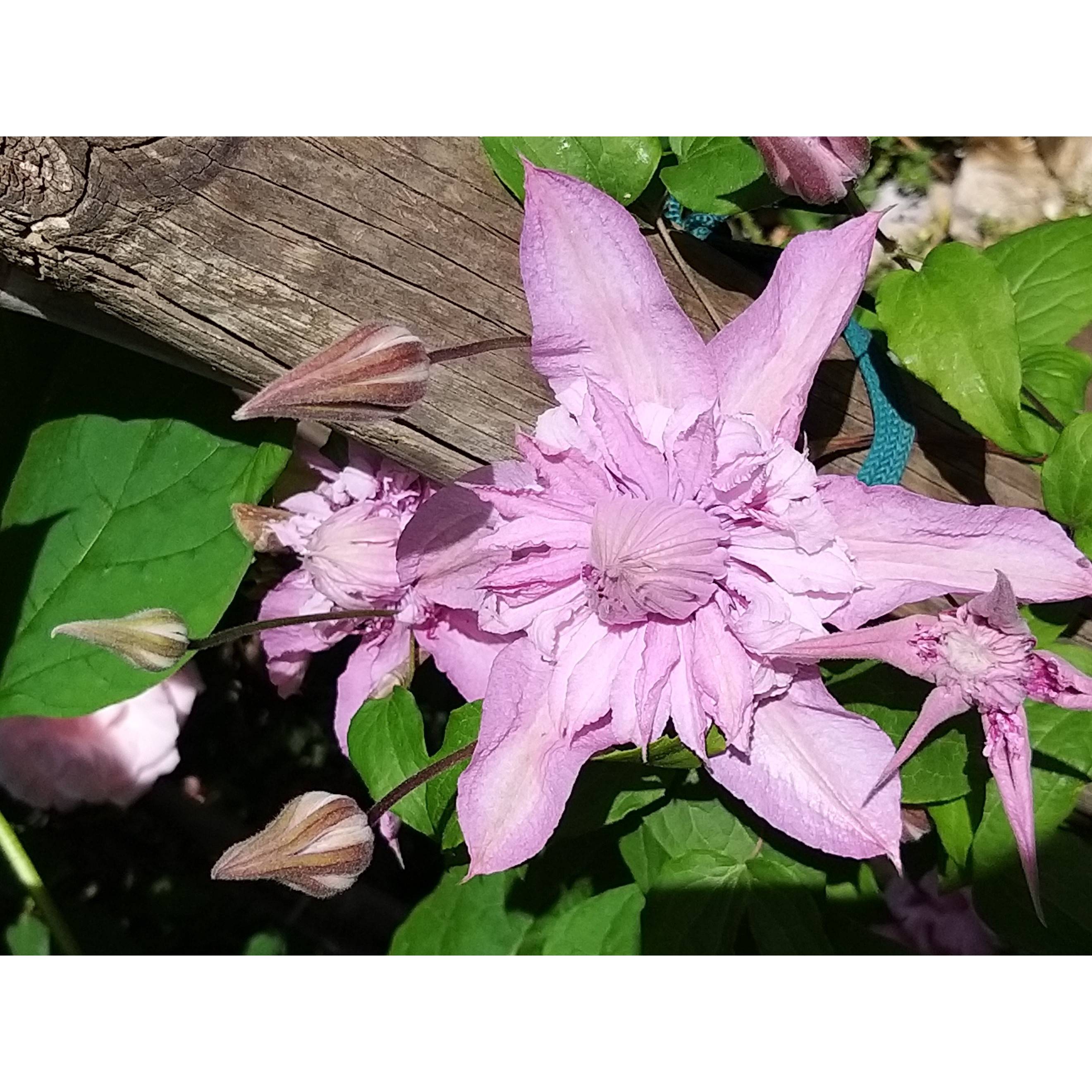 Clématite - Clematis Multi Pink Pot de 2L/3L - Image 3