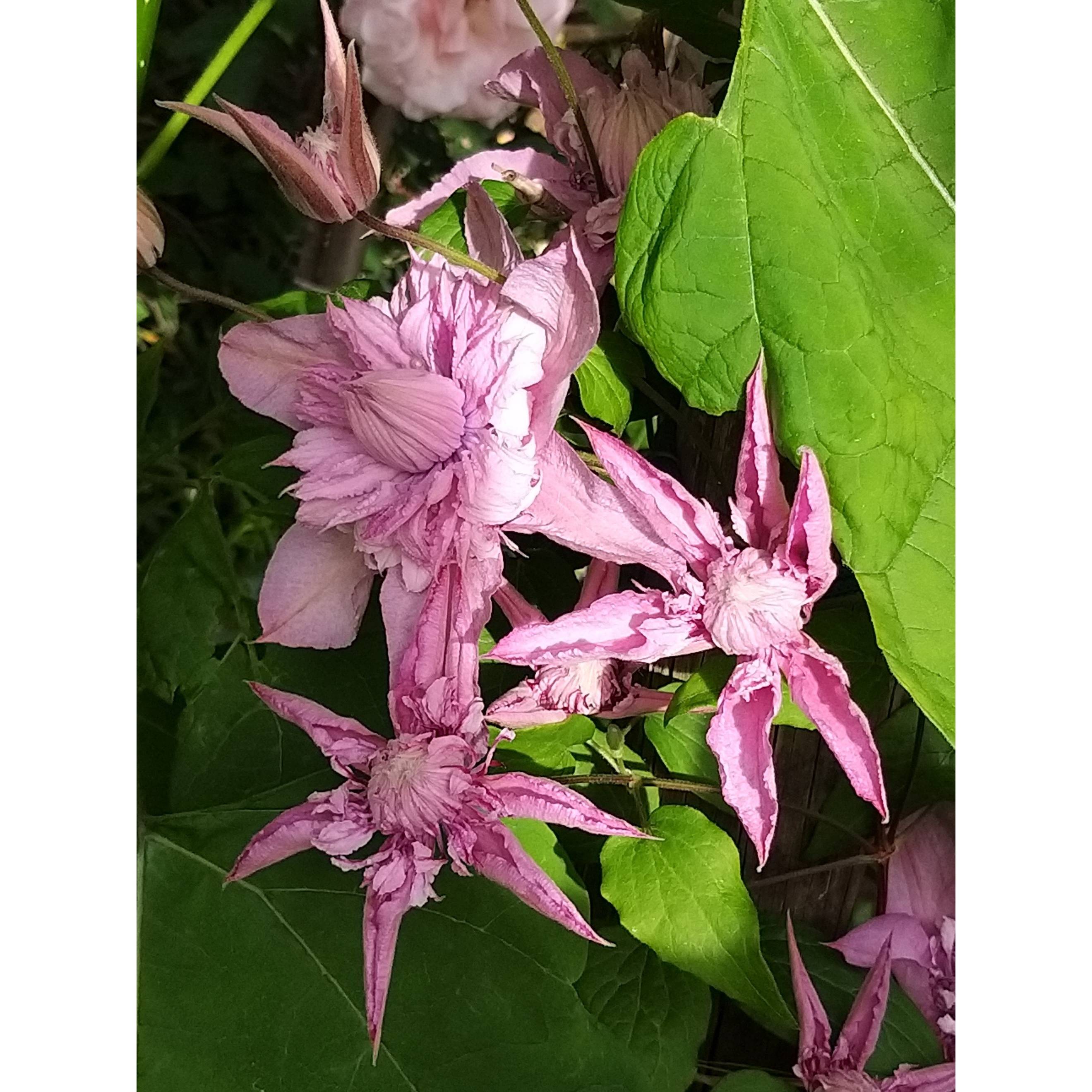 Clématite - Clematis Multi Pink Pot de 2L/3L - Image 5