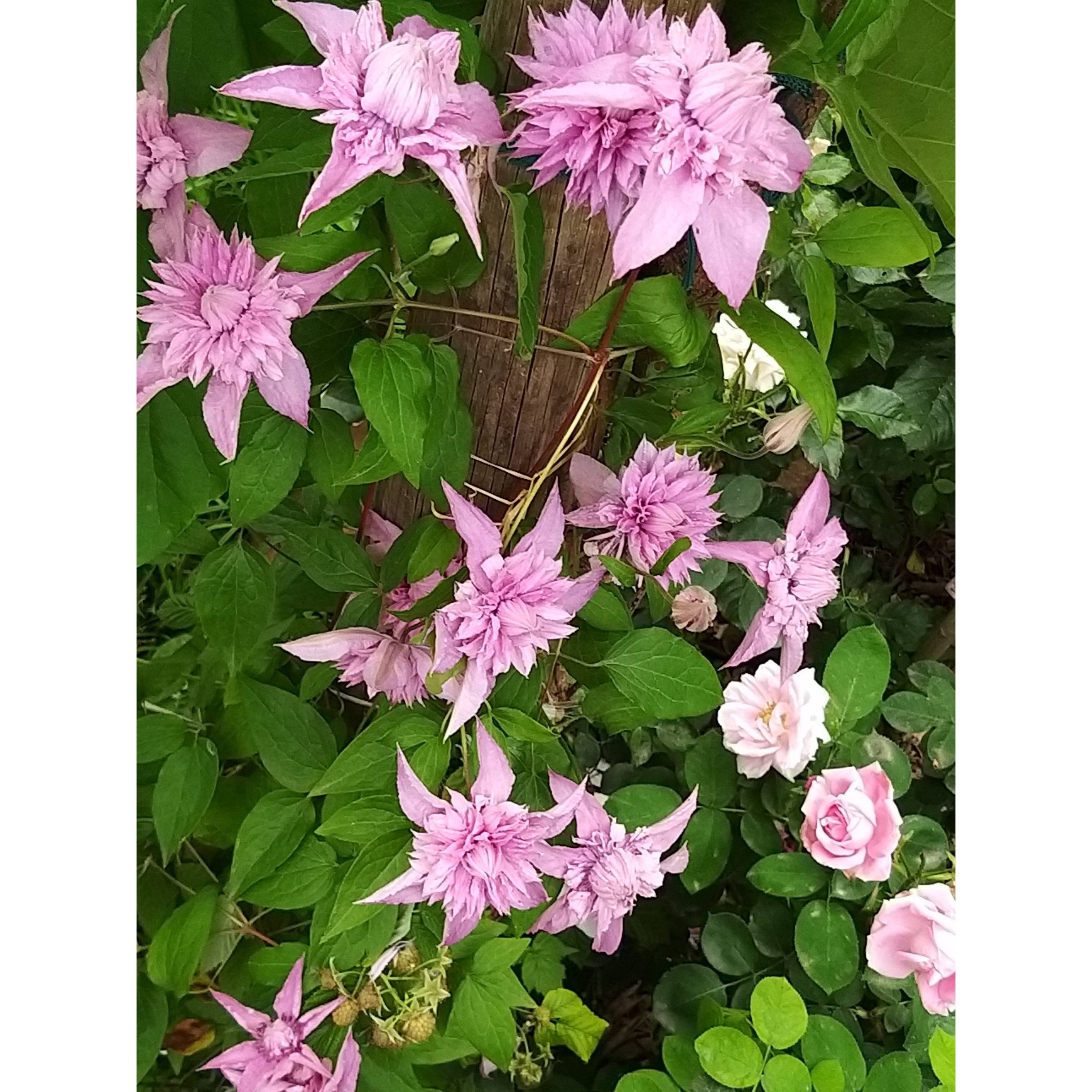 Clématite - Clematis Multi Pink Pot de 2L/3L