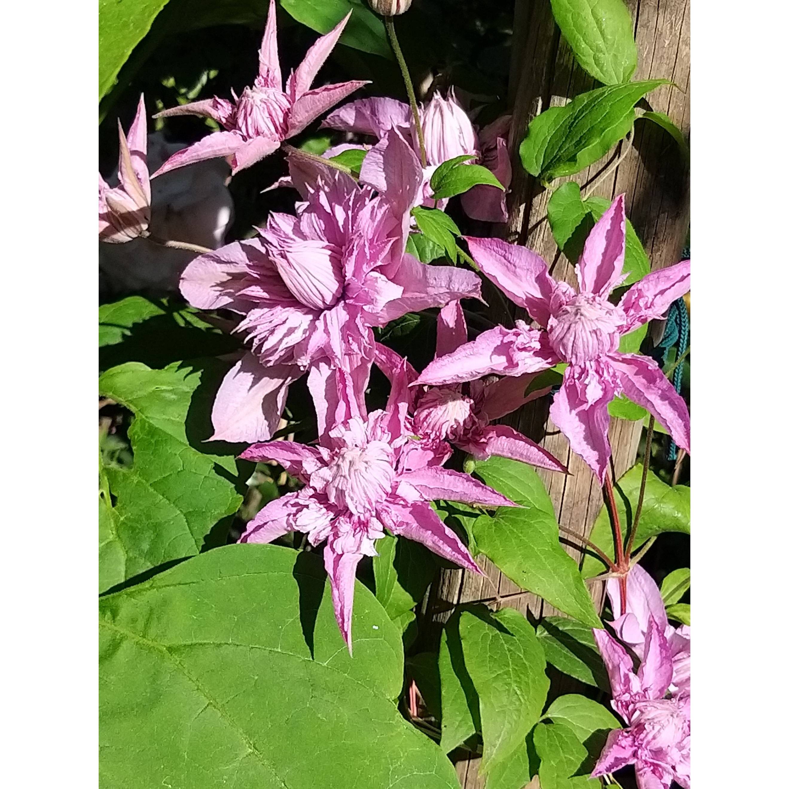 Clématite - Clematis Multi Pink Pot de 2L/3L - Image 2