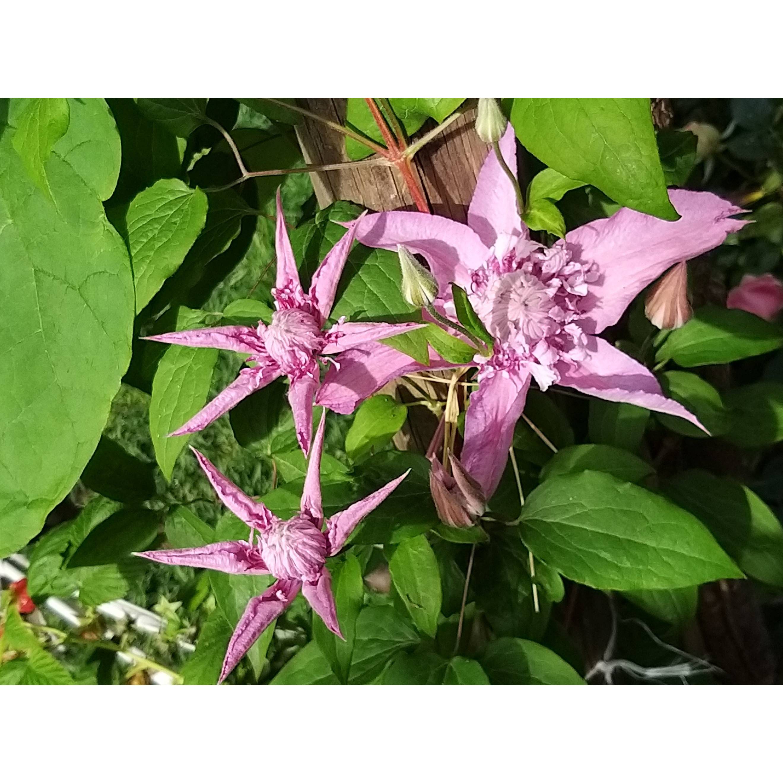 Clématite - Clematis Multi Pink Pot de 2L/3L - Image 4